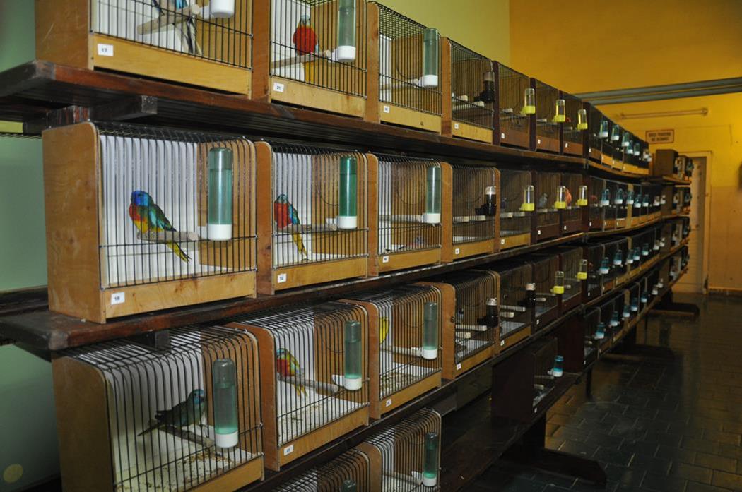 Wystawa Ptaków Egzotycznych – Sitno 2016