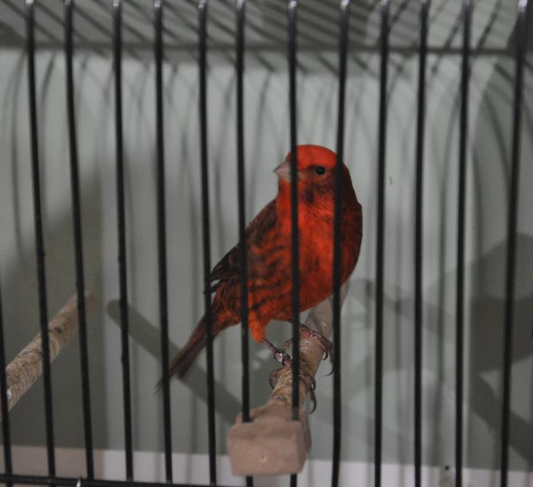 Wystawa Ptaków Egzotycznych – Sitno 2023